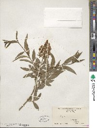 Ligustrum vulgare image