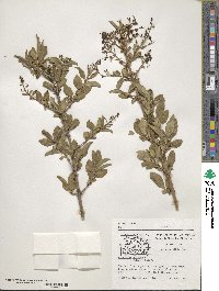 Ligustrum vulgare image