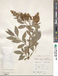 Ligustrum vulgare image