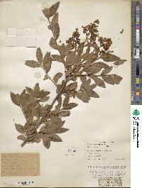 Ligustrum vulgare image