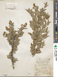 Ligustrum vulgare image