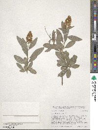 Ligustrum vulgare image