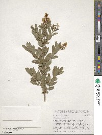 Ligustrum vulgare image