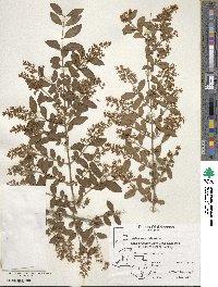 Ligustrum vulgare image