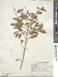 Ligustrum vulgare image