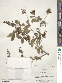 Ligustrum vulgare image