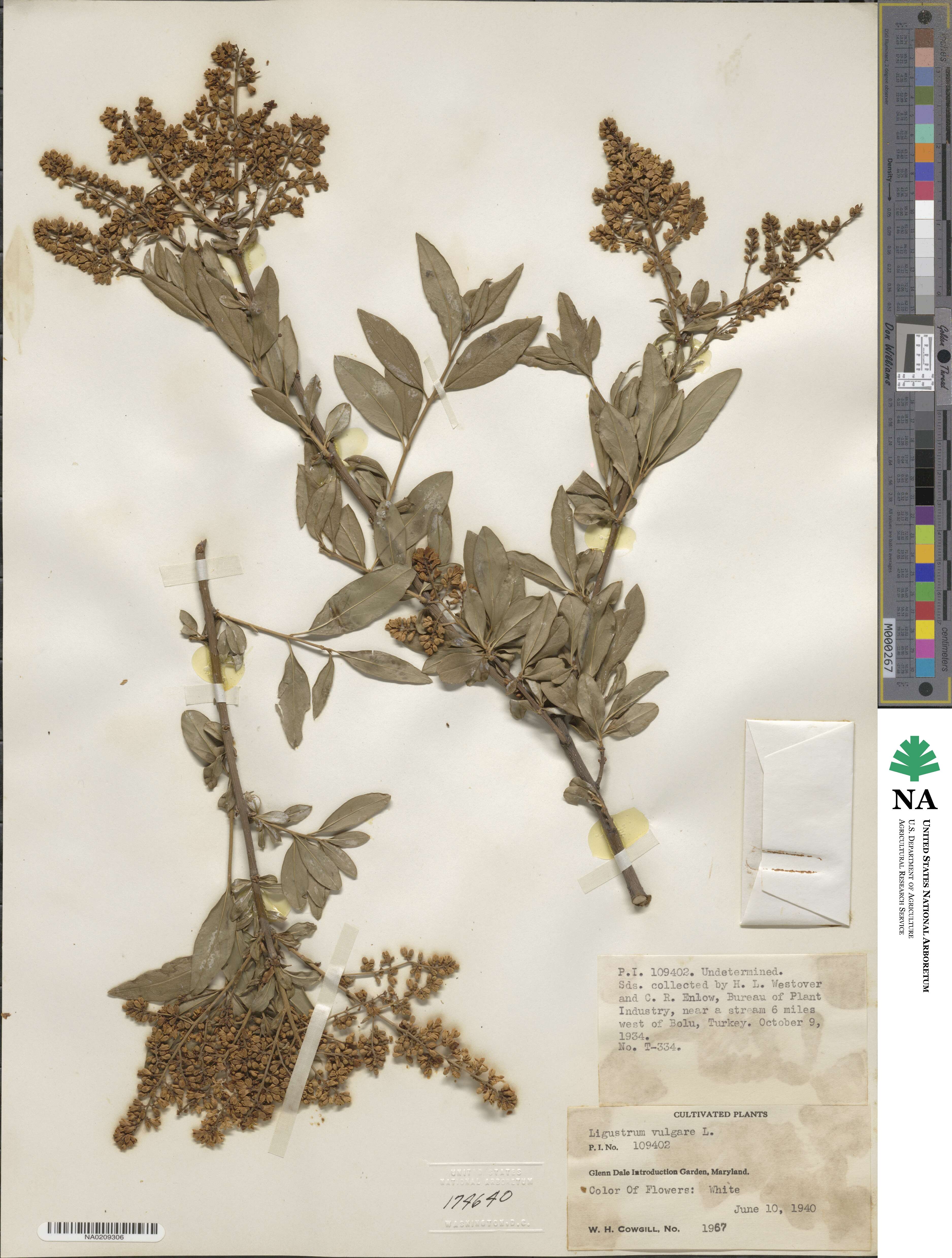 Ligustrum vulgare image