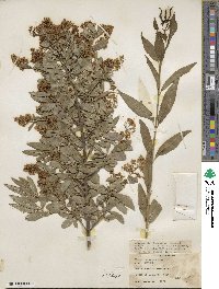 Ligustrum vulgare image