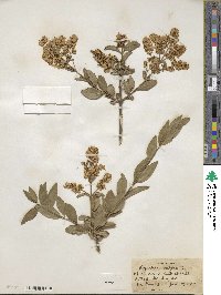 Ligustrum vulgare image