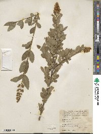 Ligustrum vulgare image