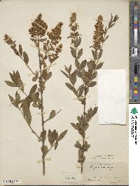 Ligustrum vulgare image