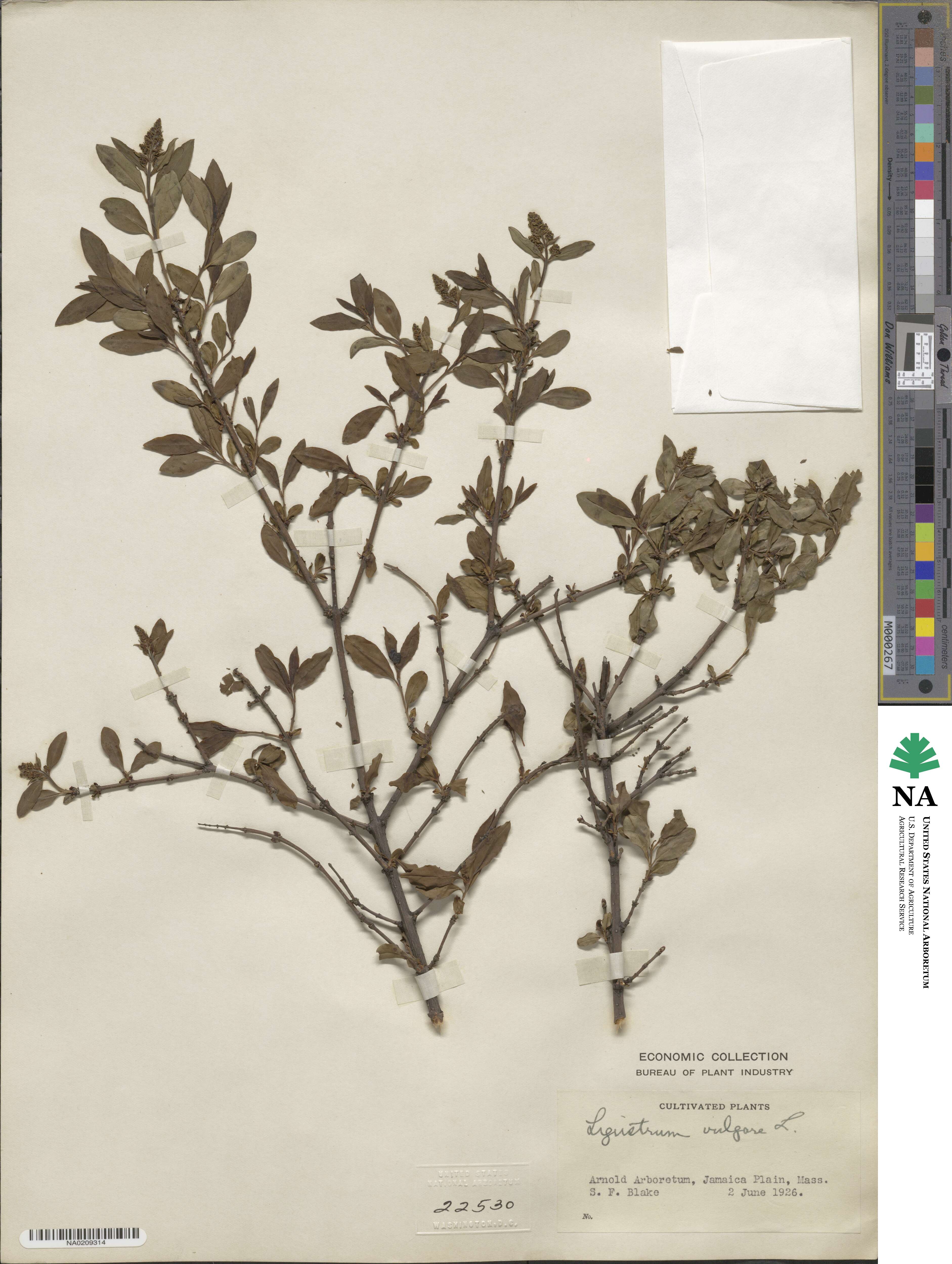 Ligustrum vulgare image