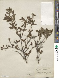 Ligustrum vulgare image