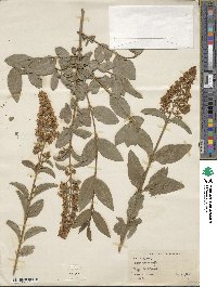 Ligustrum vulgare image