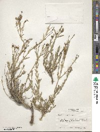 Menodora longiflora image