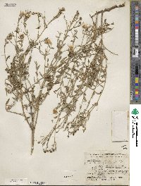 Menodora longiflora image