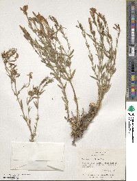 Menodora longiflora image