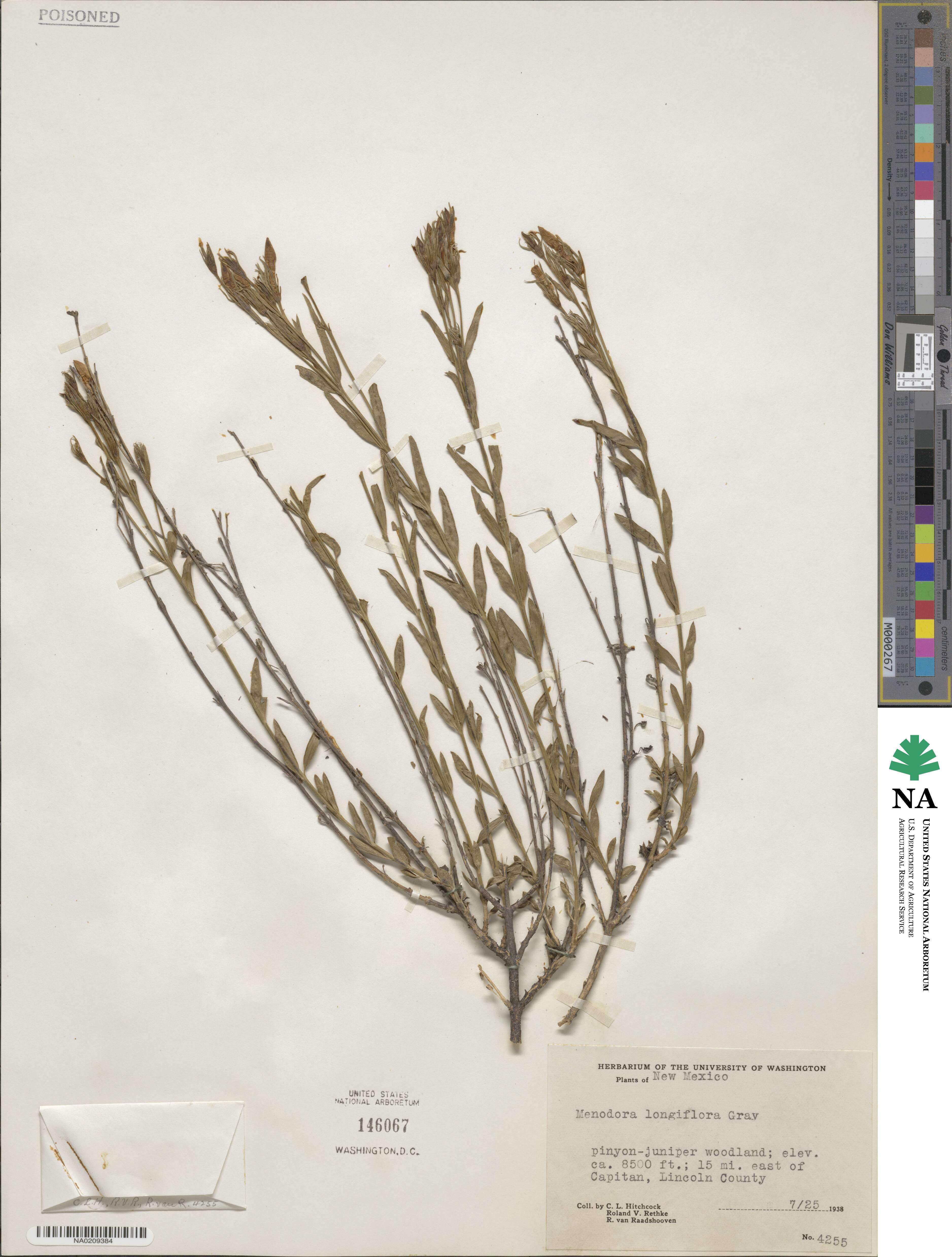 Menodora longiflora image