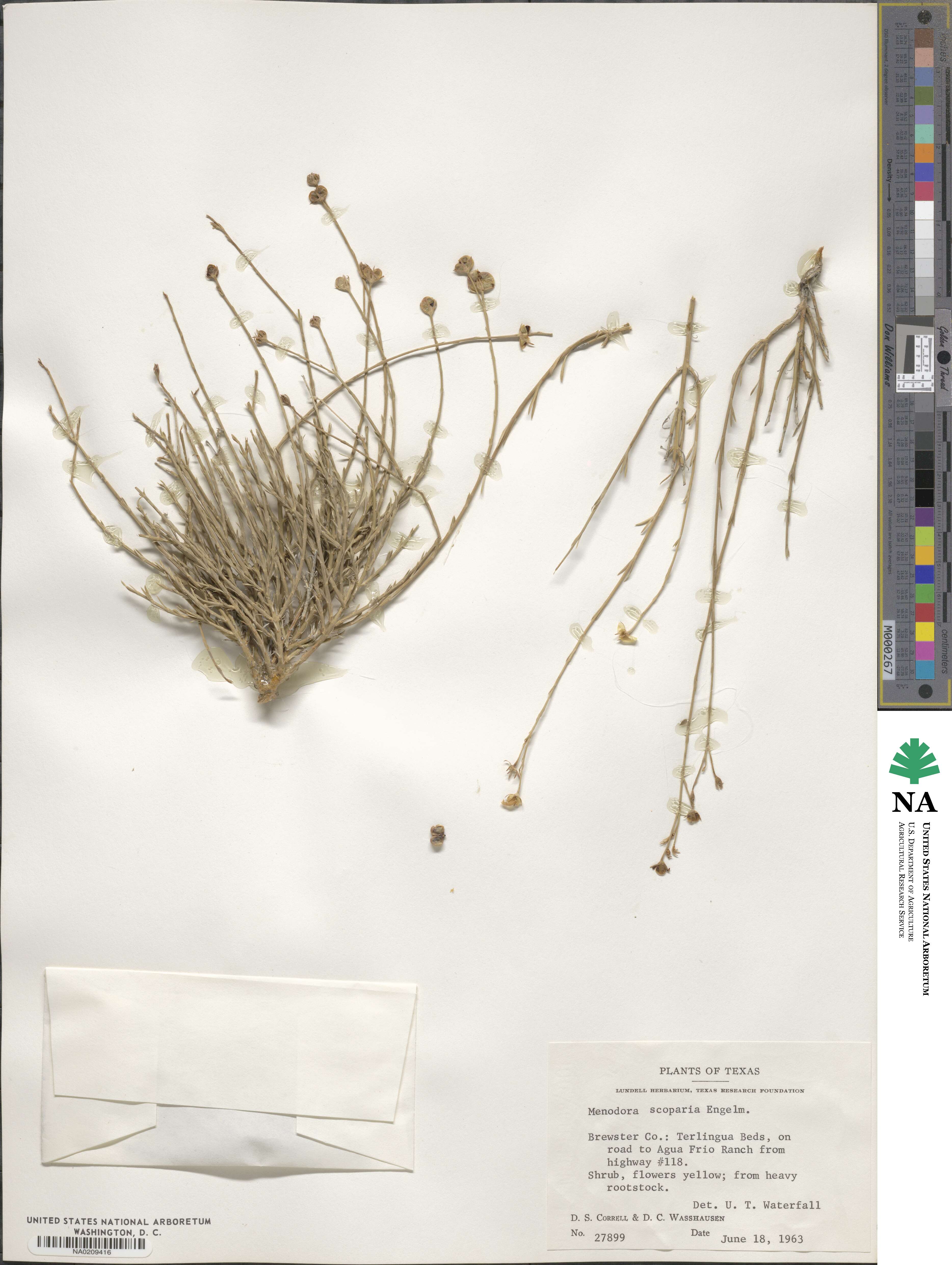 Menodora scabra image