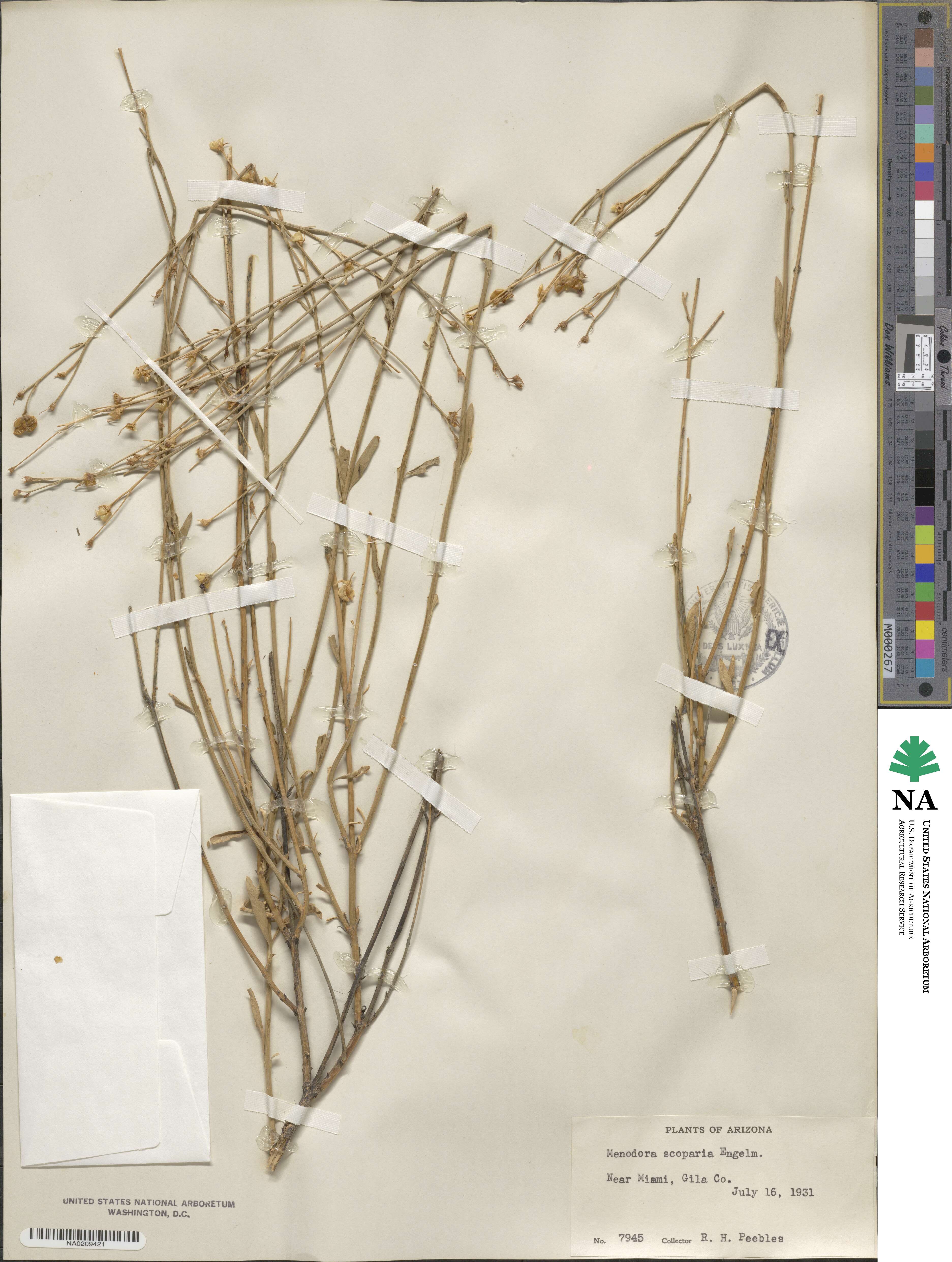 Menodora scabra image