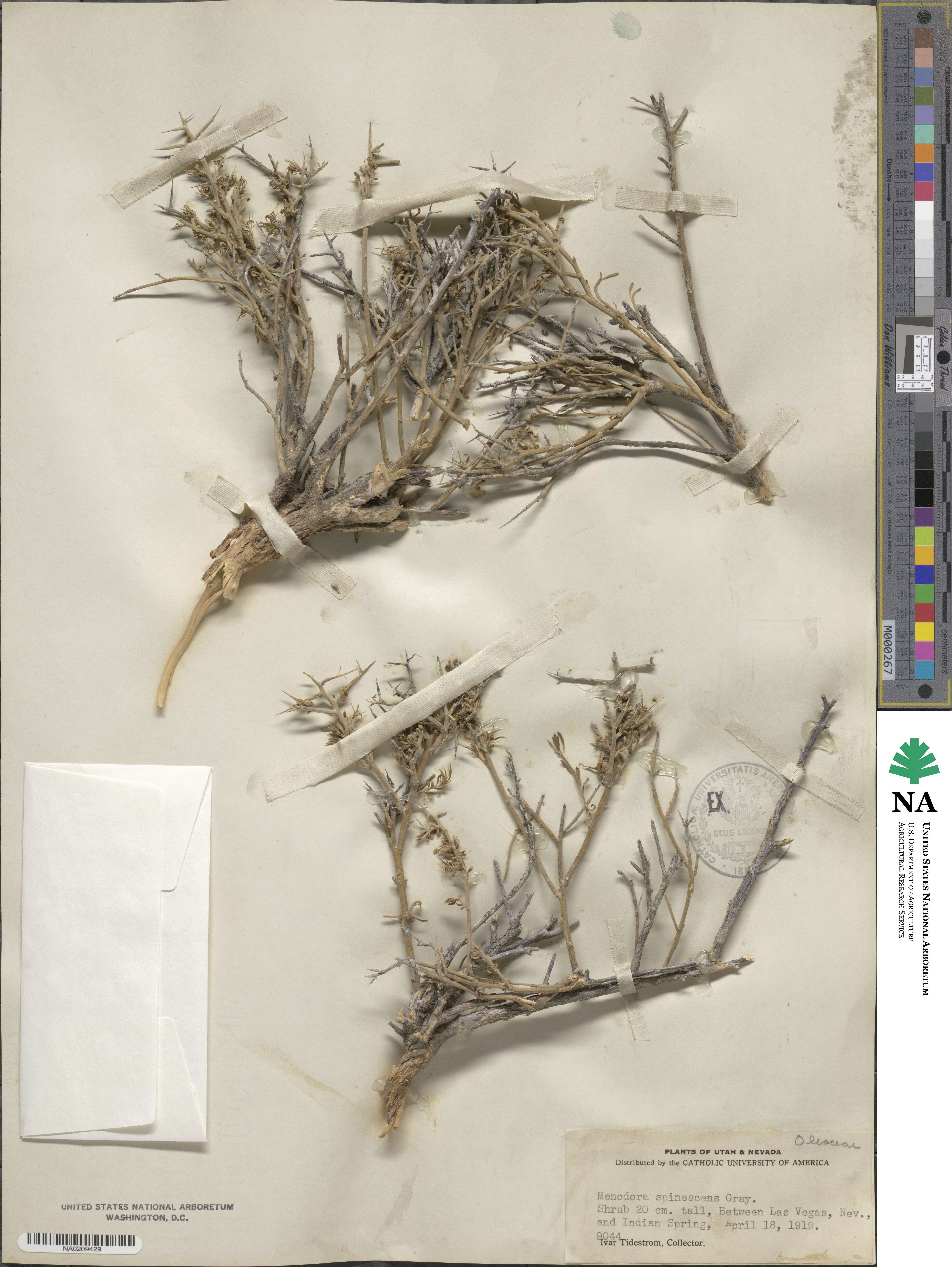 Menodora spinescens image