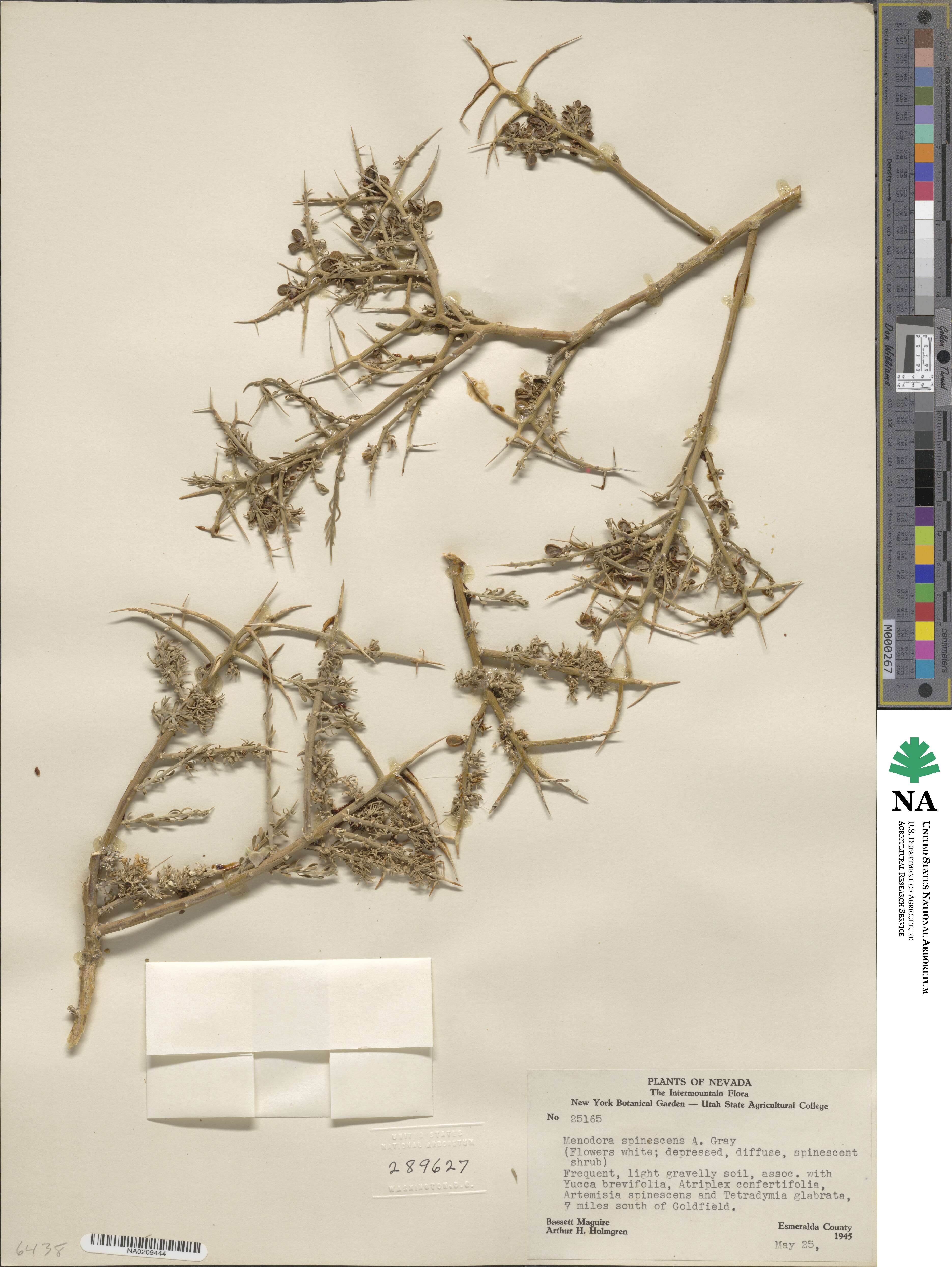 Menodora spinescens image