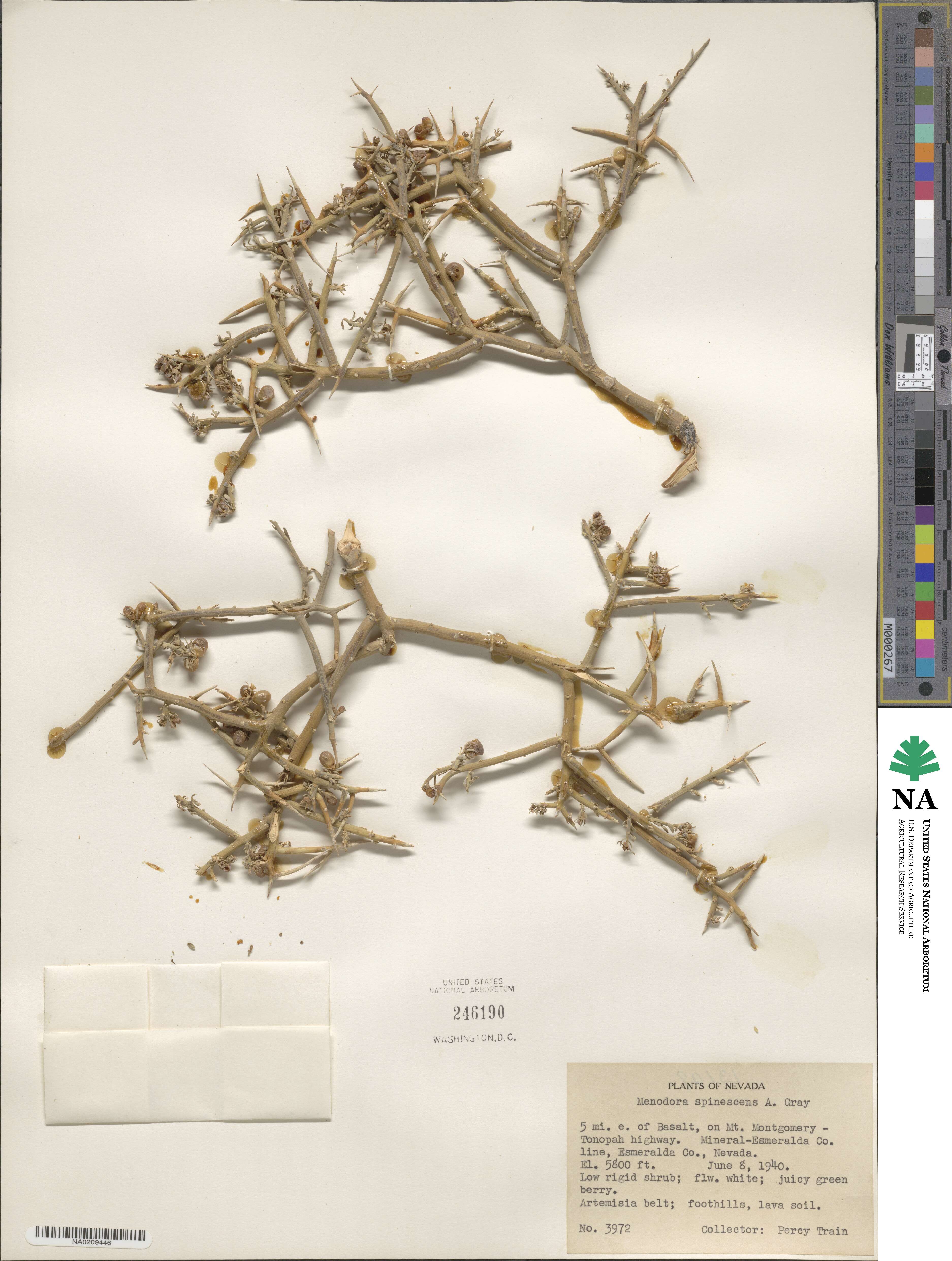 Menodora spinescens image