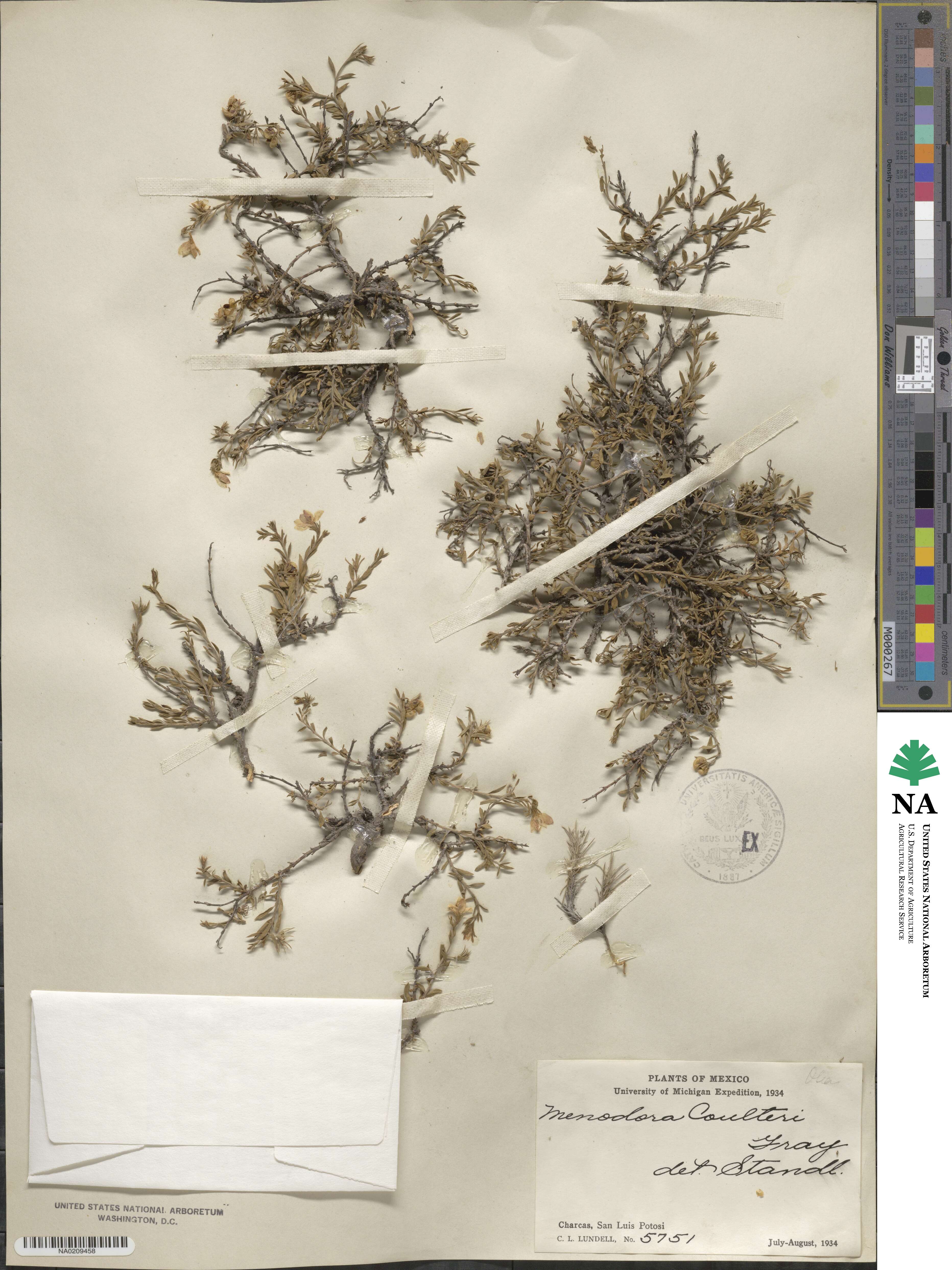Menodora coulteri image