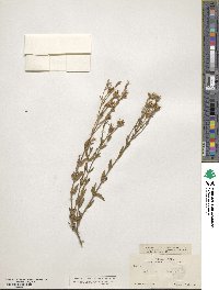 Menodora longiflora image