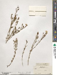 Menodora longiflora image