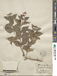 Nyctanthes arbor-tristis image