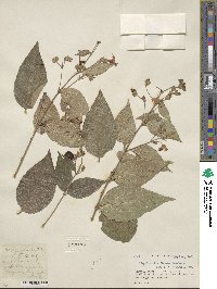 Nyctanthes arbor-tristis image