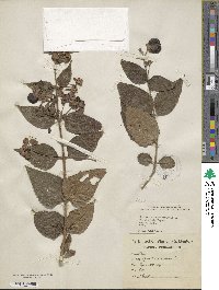 Nyctanthes arbor-tristis image