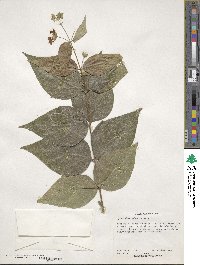 Nyctanthes arbor-tristis image