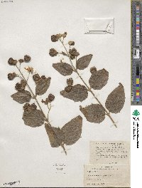 Nyctanthes arbor-tristis image