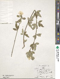 Jasminum mesnyi image