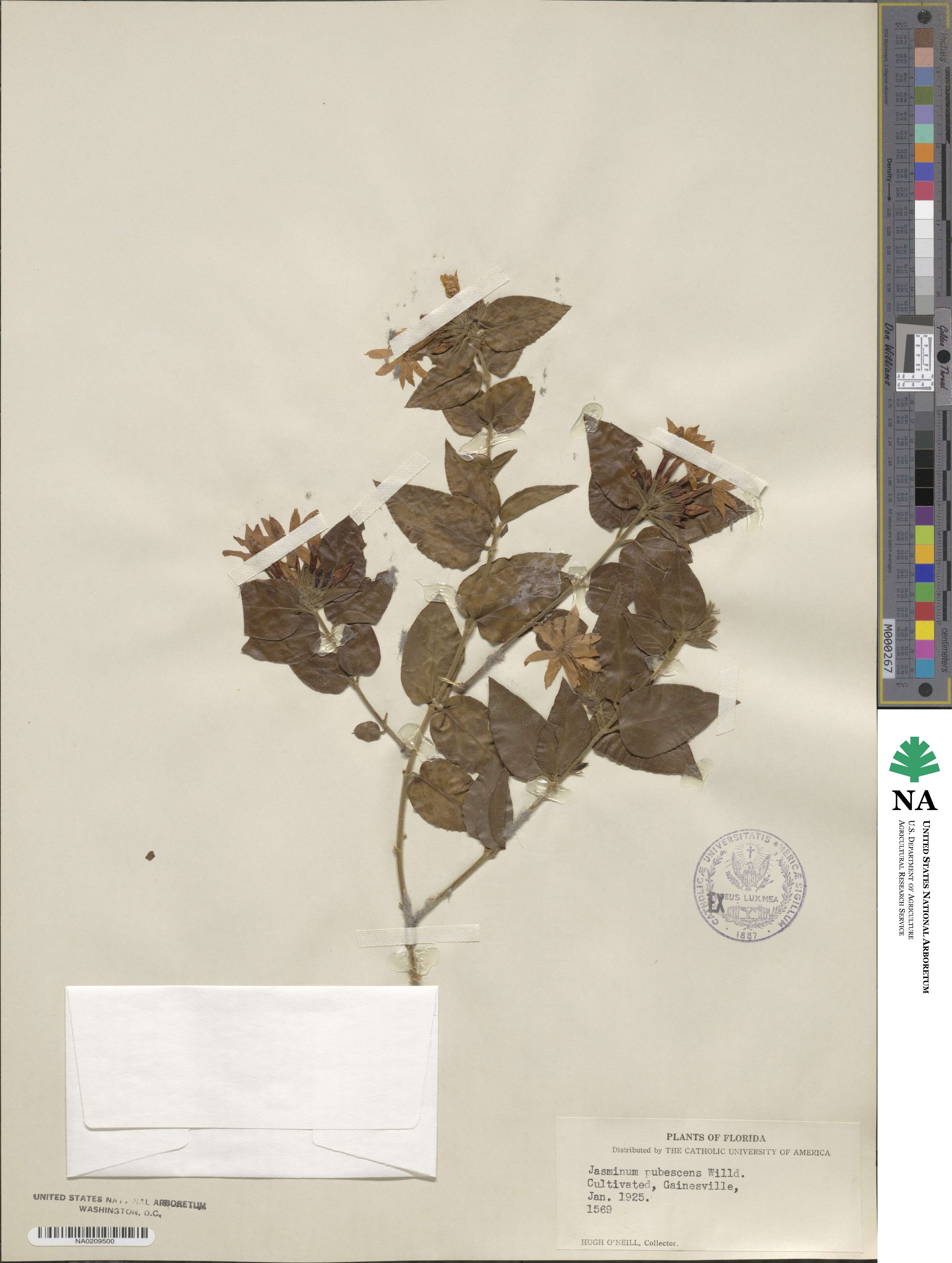 Jasminum pubescens image