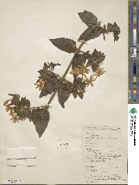 Jasminum pubescens image