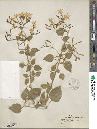 Image of Jasminum azoricum