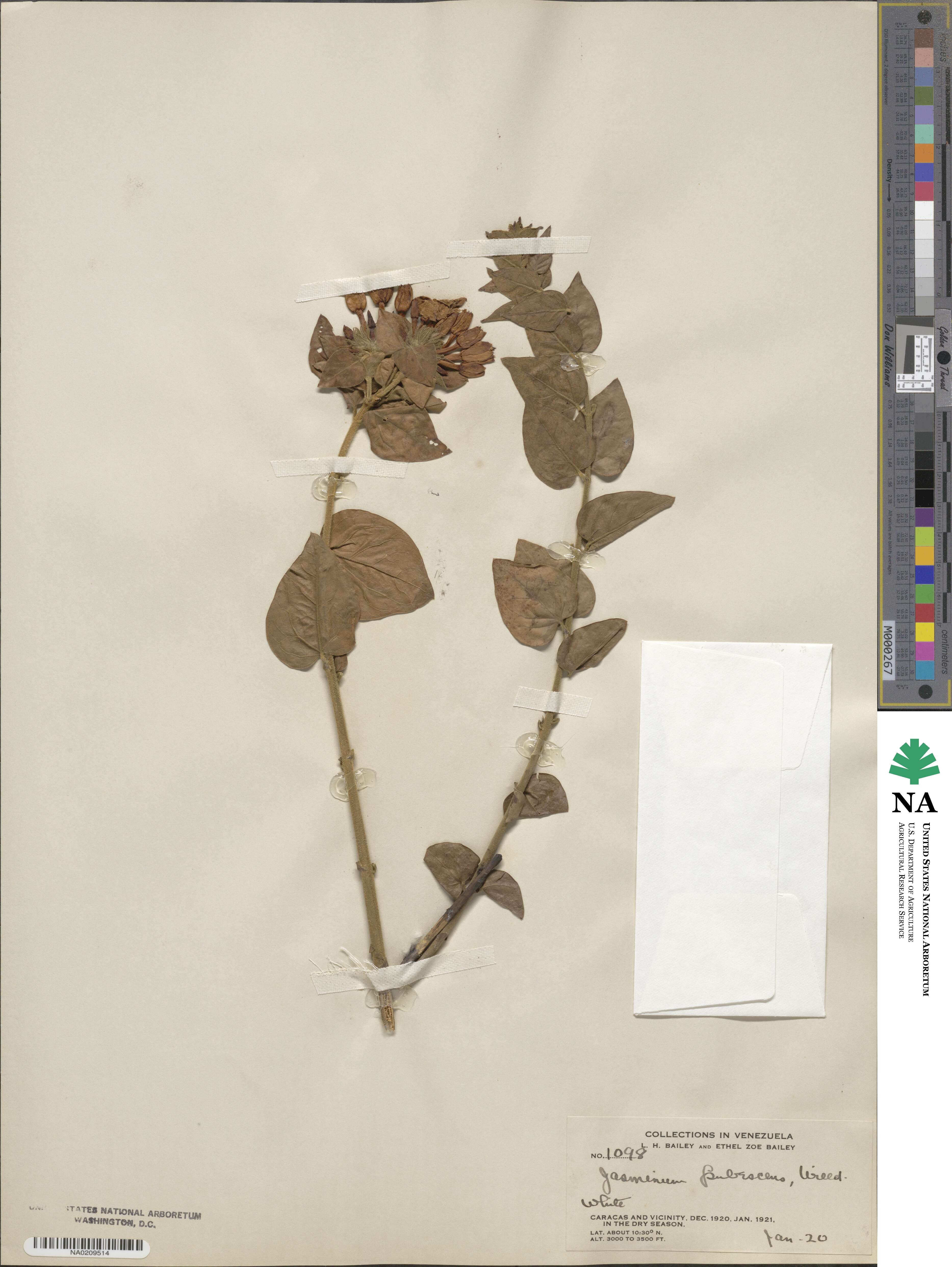 Jasminum pubescens image