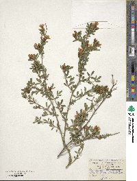 Chrysojasminum fruticans image