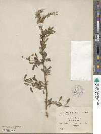 Chrysojasminum fruticans image