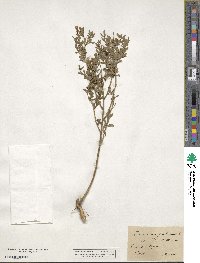 Chrysojasminum fruticans image