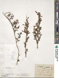 Chrysojasminum fruticans image