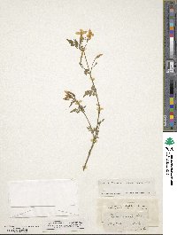 Jasminum officinale image