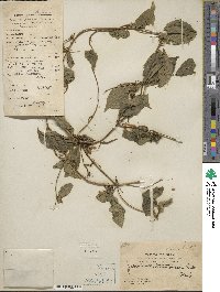 Jasminum nervosum image