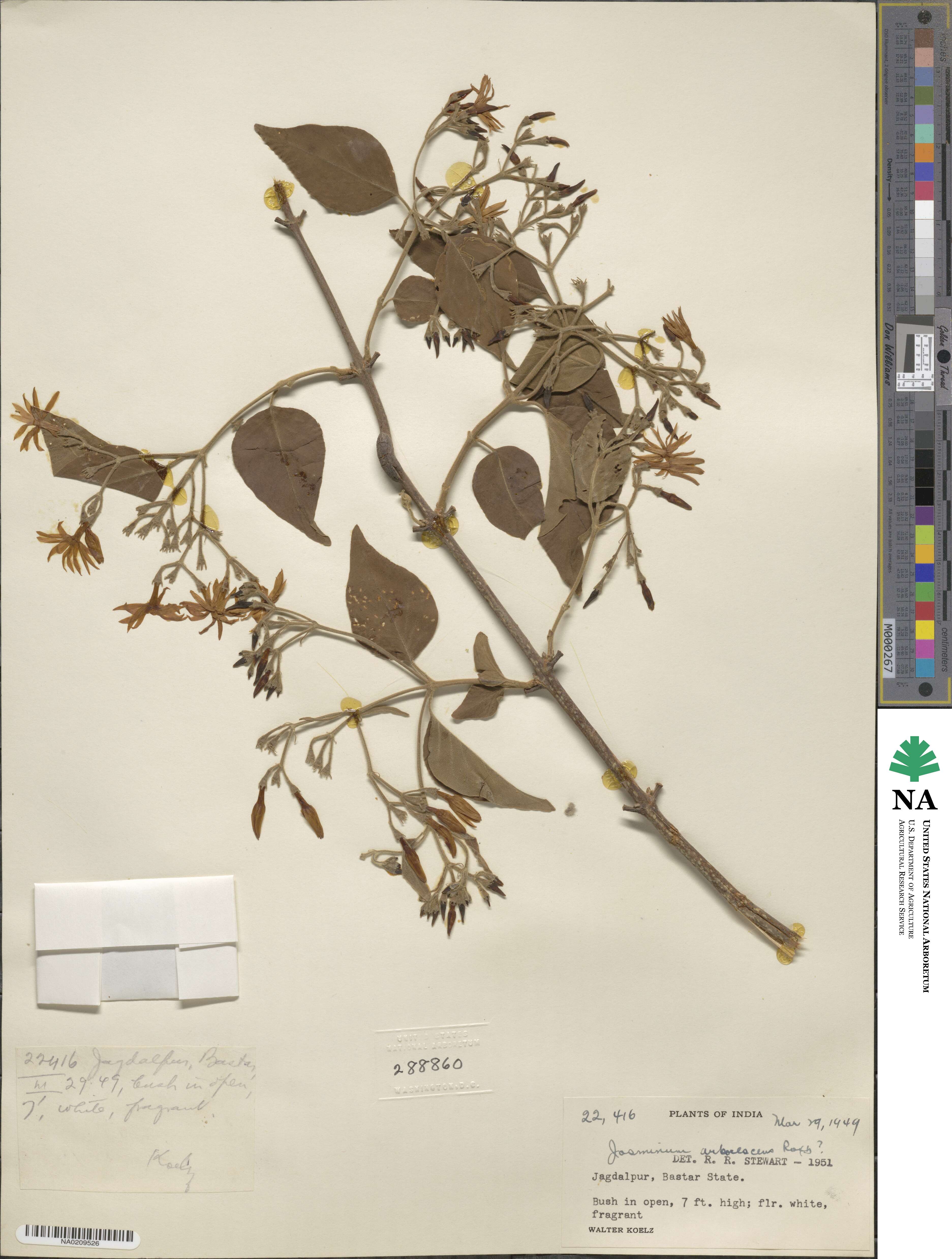 Jasminum arborescens image