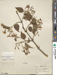 Image of Jasminum arborescens