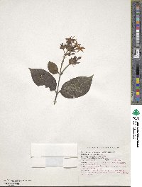 Image of Jasminum coarctatum