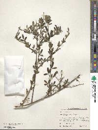 Chrysojasminum fruticans image